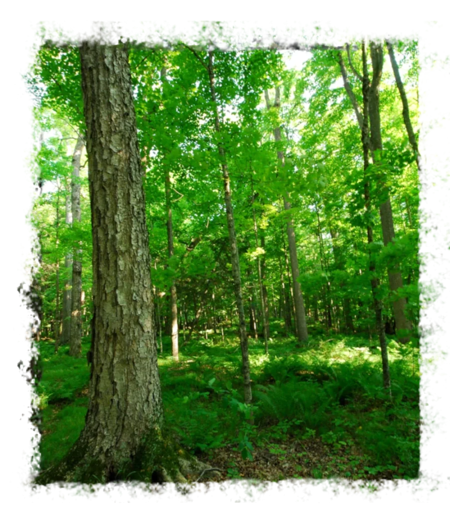 Ein grüner, sonnendurchfluteter Wald, mit vorwiegend Laubbäumen und eine schöne Wiese