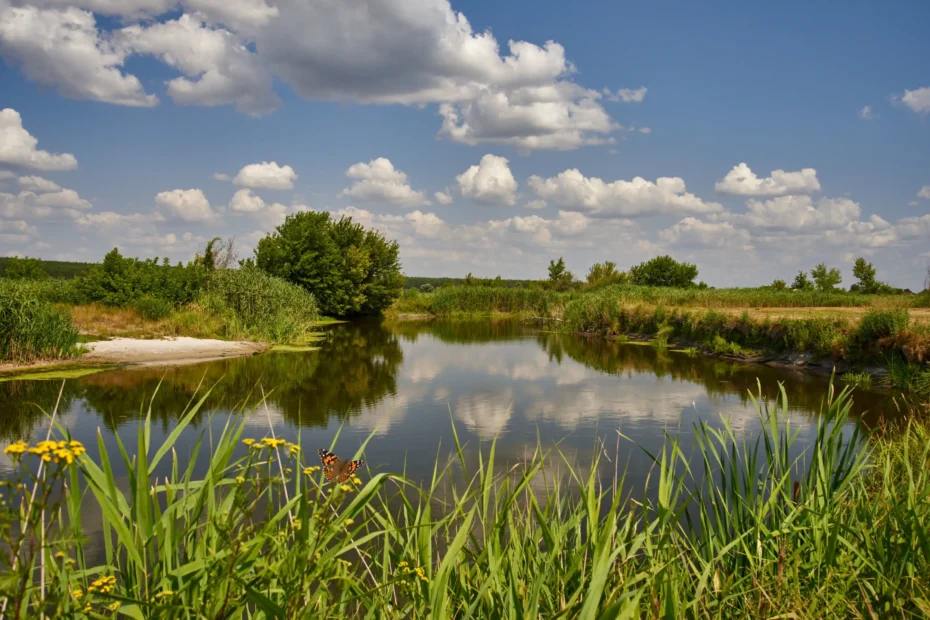 Malerischer Blick auf einen ruhigen Bach, der von üppigem Grün gesäumt ist und in dessen Wasser sich fluffige Wolken spiegeln. Im Vordergrund sitzt eine Distelfalter auf einer gelben Blume.