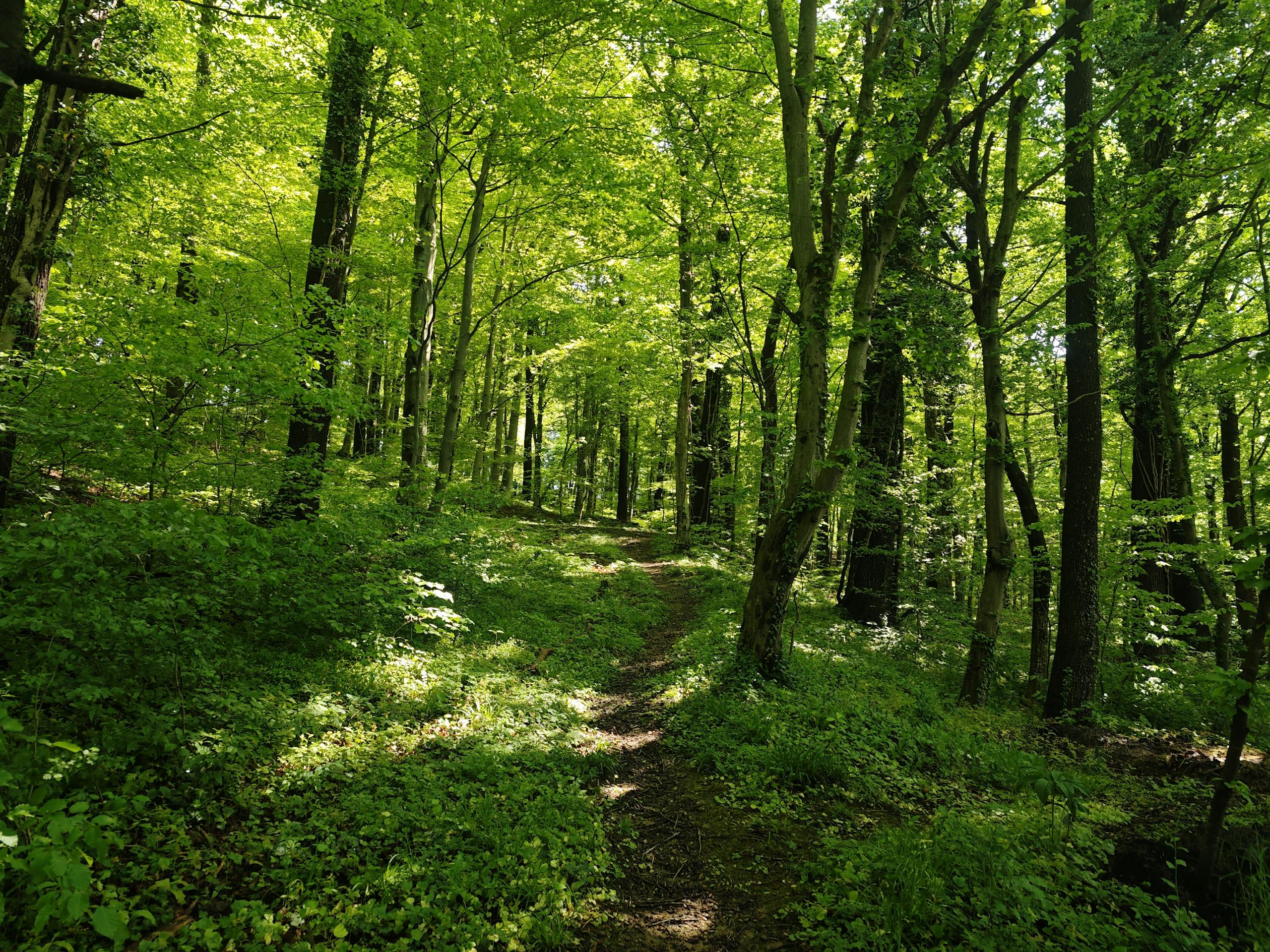 A serene forest path surrounded by lush green trees and dappled sunlight, perfect for a peaceful walk.