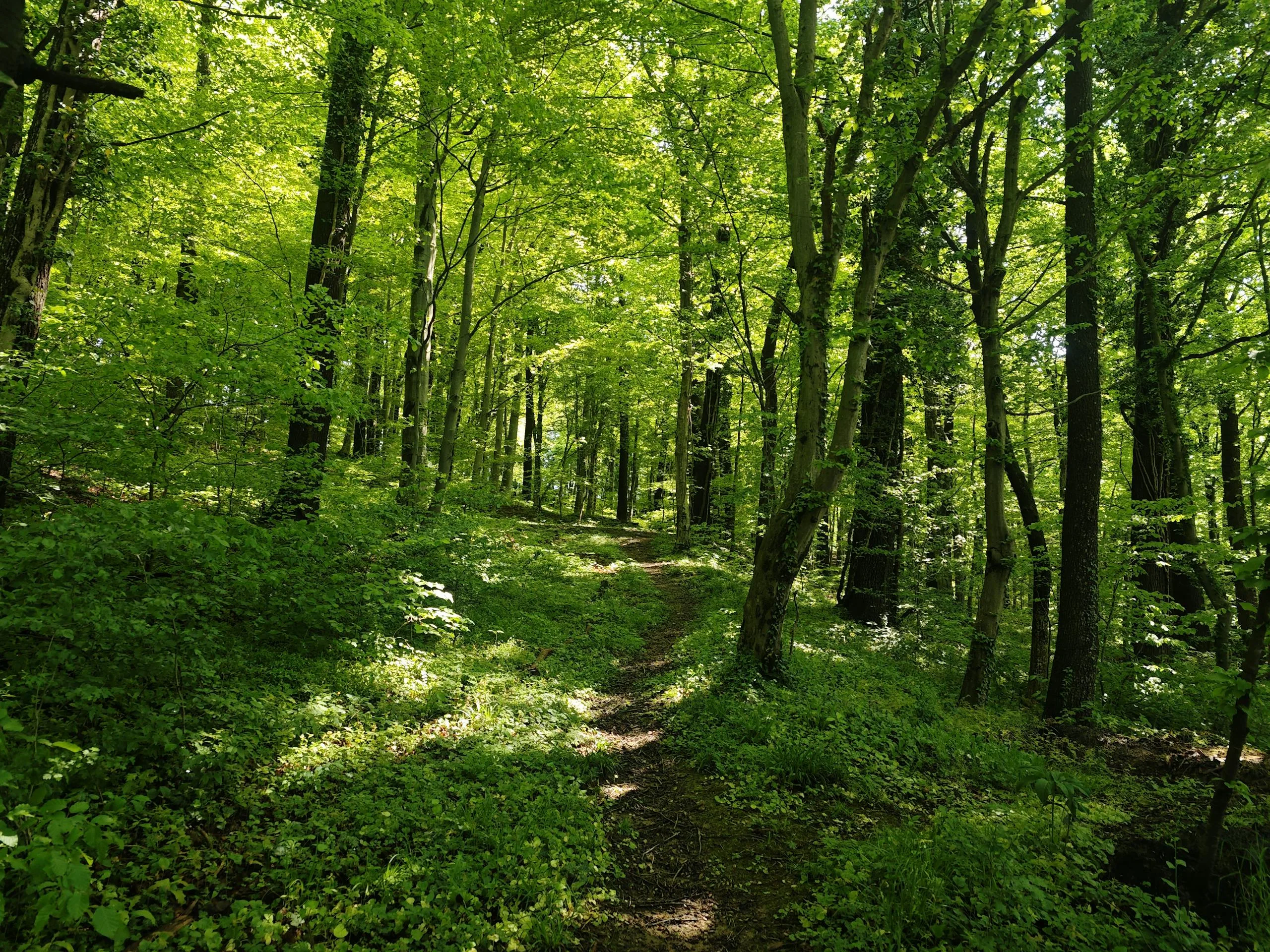 A serene forest path surrounded by lush green trees and dappled sunlight, perfect for a peaceful walk.