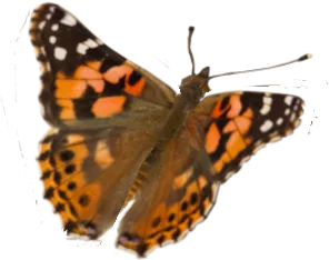 Distelfalter
