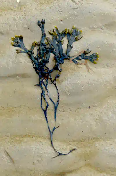 Blasentang (Fucus vesiculosus)