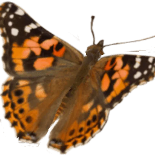 Distelfalter